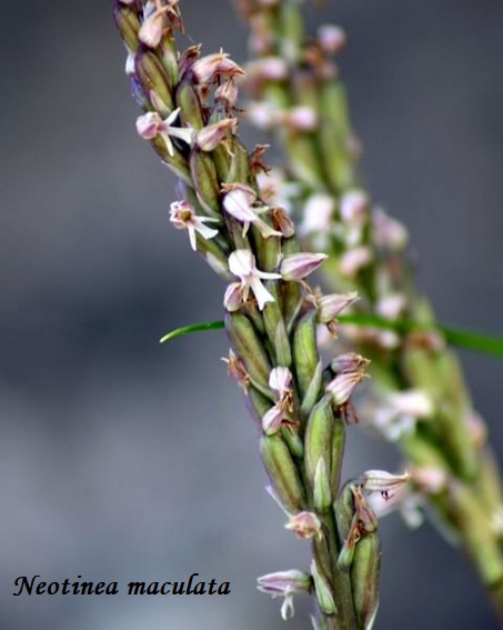 Orchidee dell''Epiro e del Peloponneso